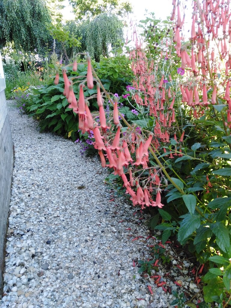 kaapse fuchsia, Ophalen, Overige soorten, Volle zon