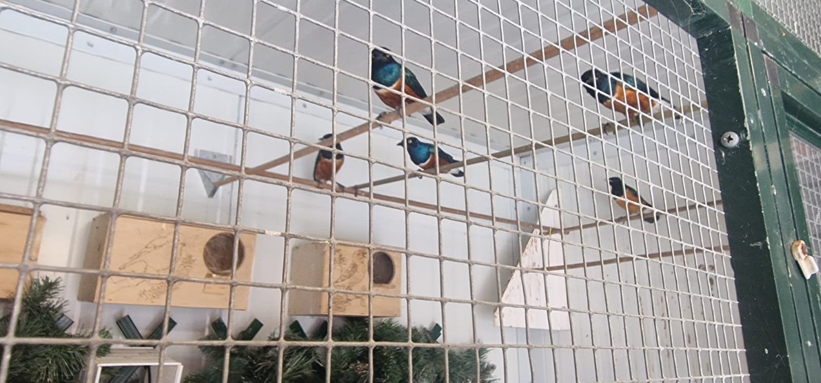 Driekleur glansspreuw VERKOCHT, Dieren en Toebehoren, Meerdere dieren, Geringd