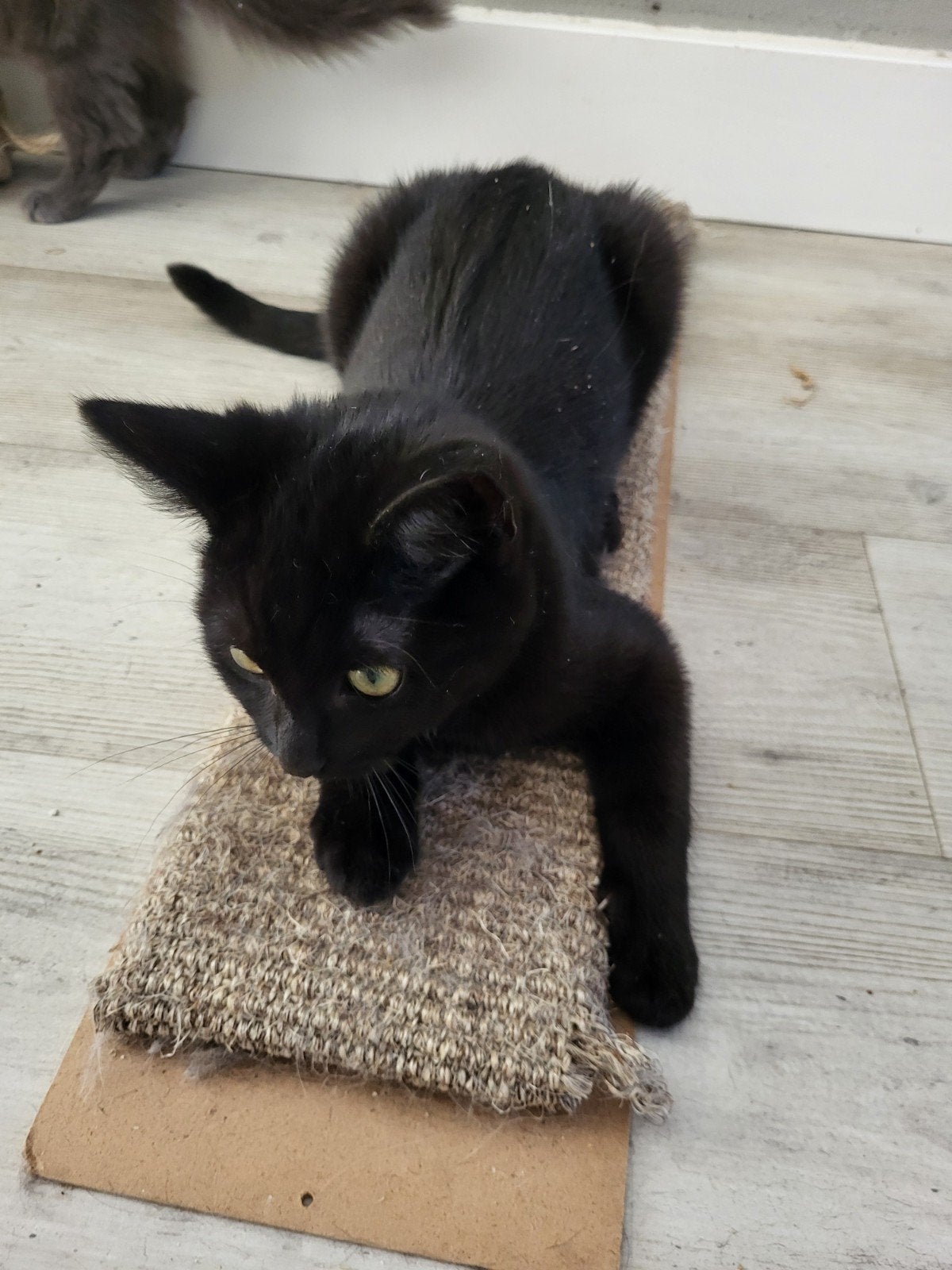 Nog Knuffelige Zwarte 100% Ragdoll  X  mix kittens., Meerdere dieren, Kortharig, 0 tot 2 jaar