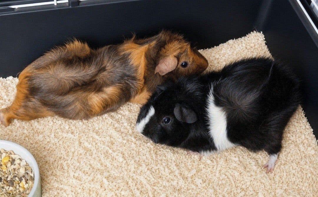 cavia's  2 beren compleet, September, Mannelijk, Cavia