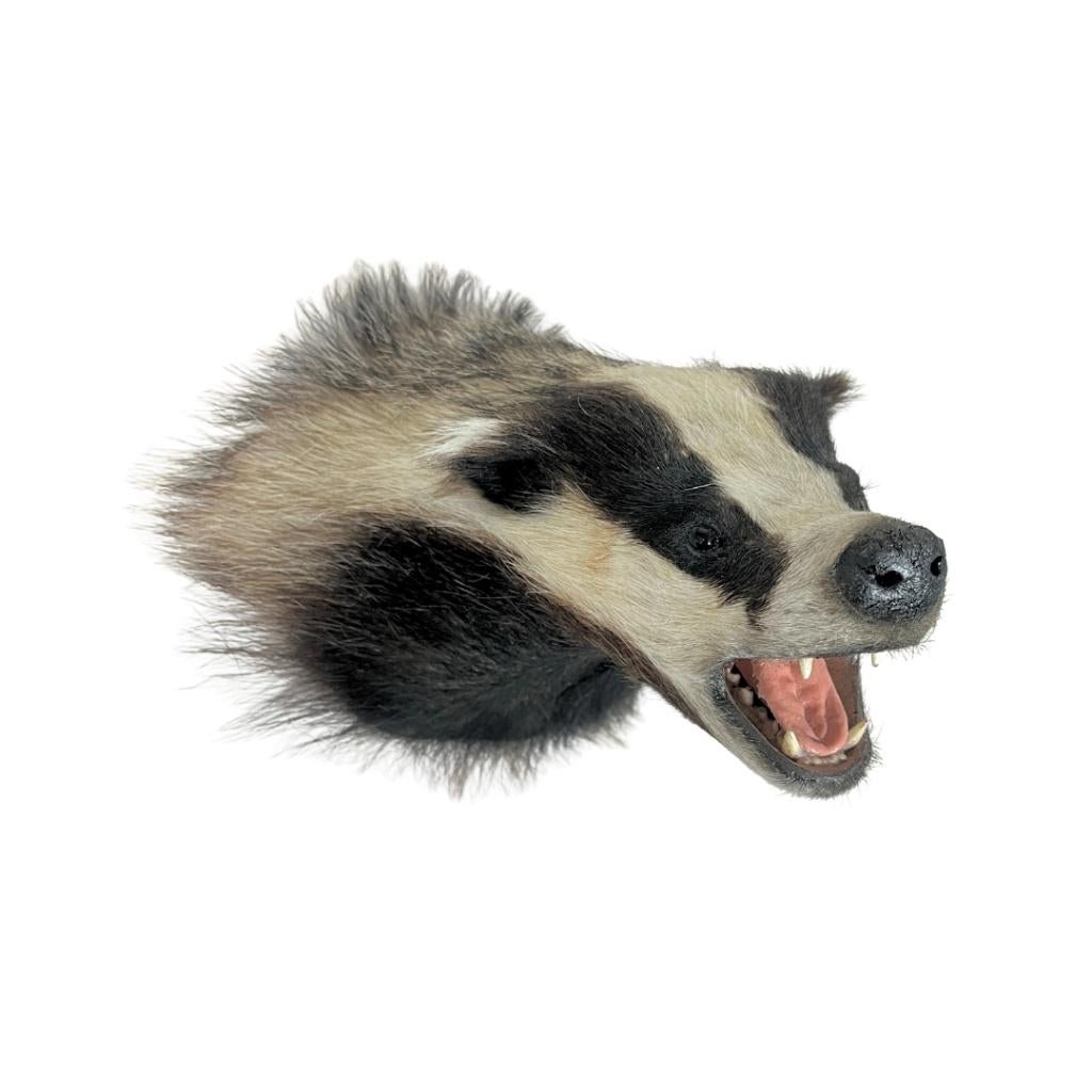 Diverse opgezette dieren te koop!, Ophalen of Verzenden, Nieuw, Wild dier, Opgezet dier