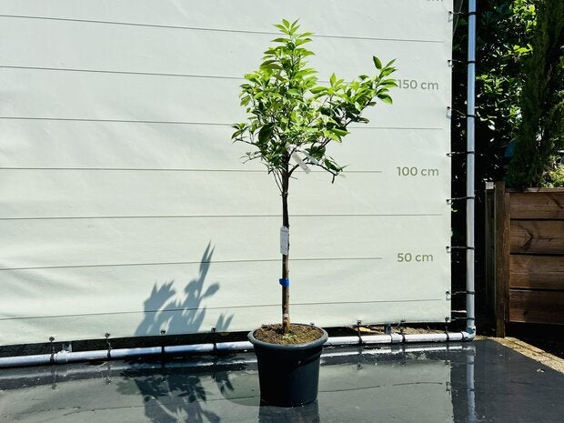 Sinaasappelboom - Citrusboom - stamomvang 8-10 cm, Tuin en Terras, Planten | Bomen, 100 tot 250 cm, Zomer, Volle zon, In pot