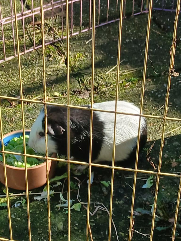 Cavia koppel twee mannetjes / beren, Mei, Mannelijk, Cavia