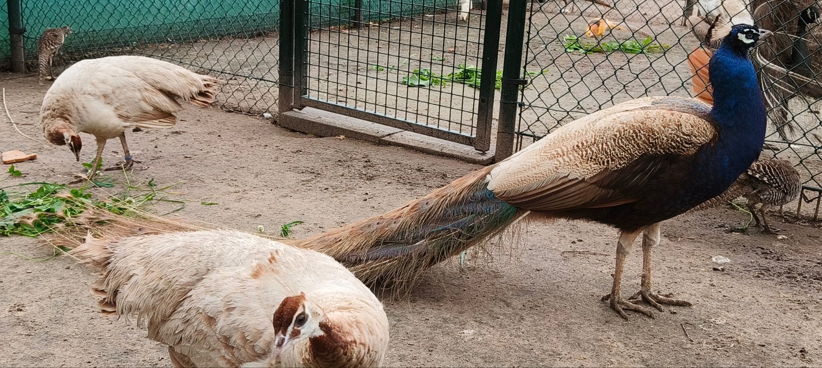2 violet hennen en een purple haan, Dieren en Toebehoren, Pluimvee, Meerdere dieren, Overige soorten