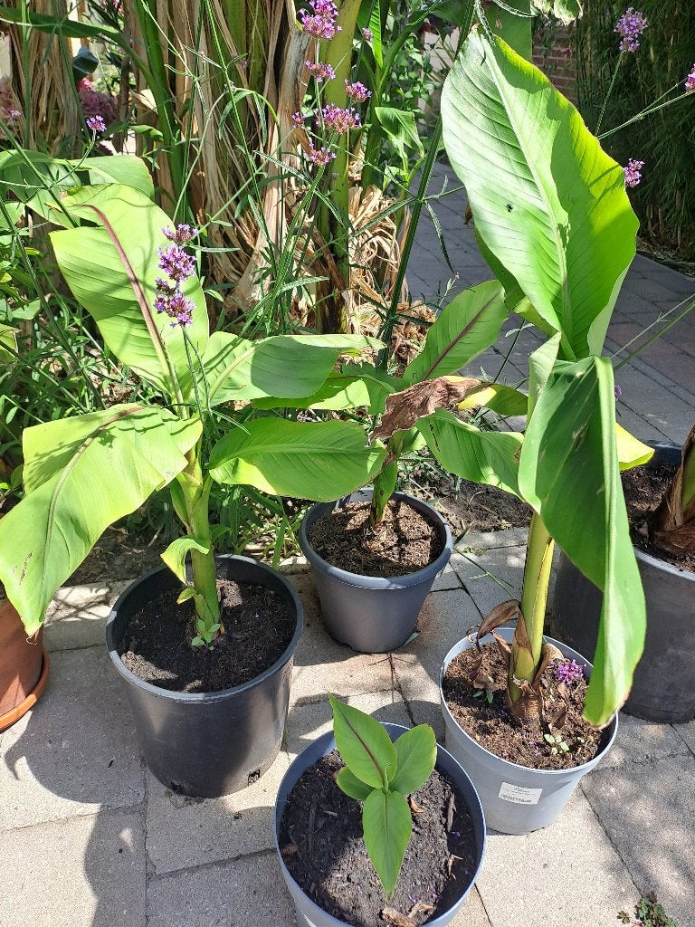 banannenplant, Tuin en Terras, Ophalen, Overige soorten, Volle zon, In pot