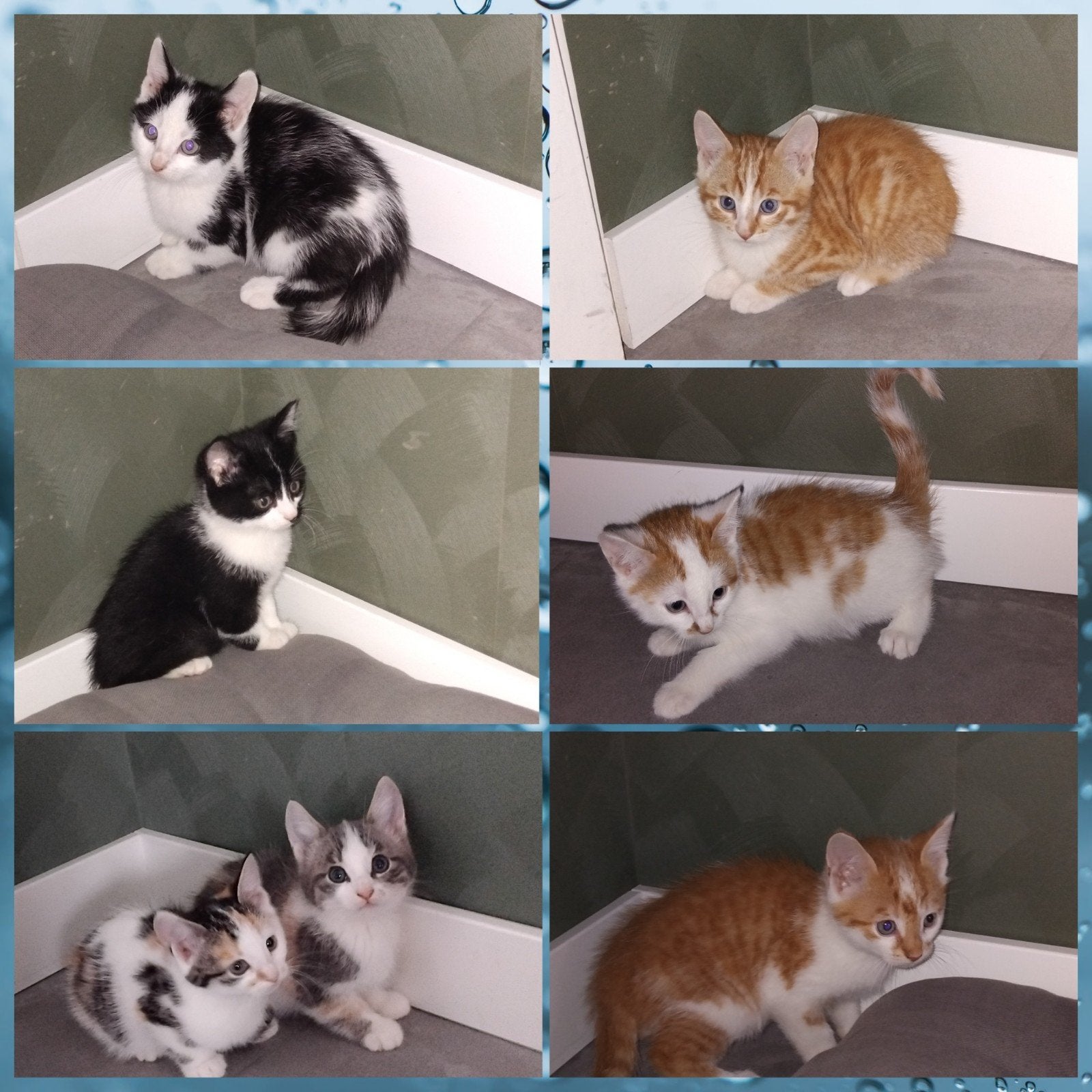 7 lieve kittens te koop!, Dieren en Toebehoren, Meerdere dieren, Kortharig, 0 tot 2 jaar