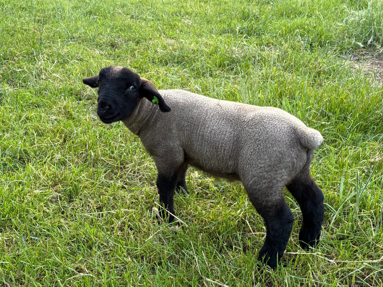 Suffolk stamboek rammen, Dieren en Toebehoren, Schapen, Geiten en Varkens, Mannelijk, Schaap
