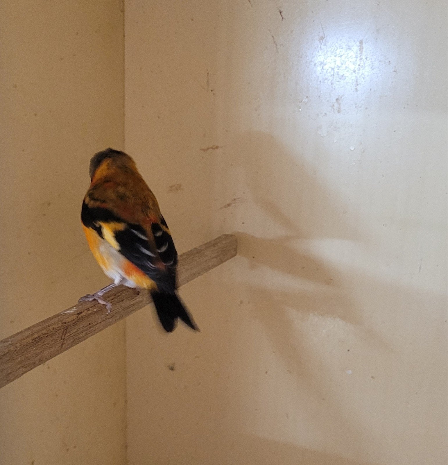 kapoetsensijs man ruilen, Dieren en Toebehoren, Mannelijk, Tropenvogel, Geringd