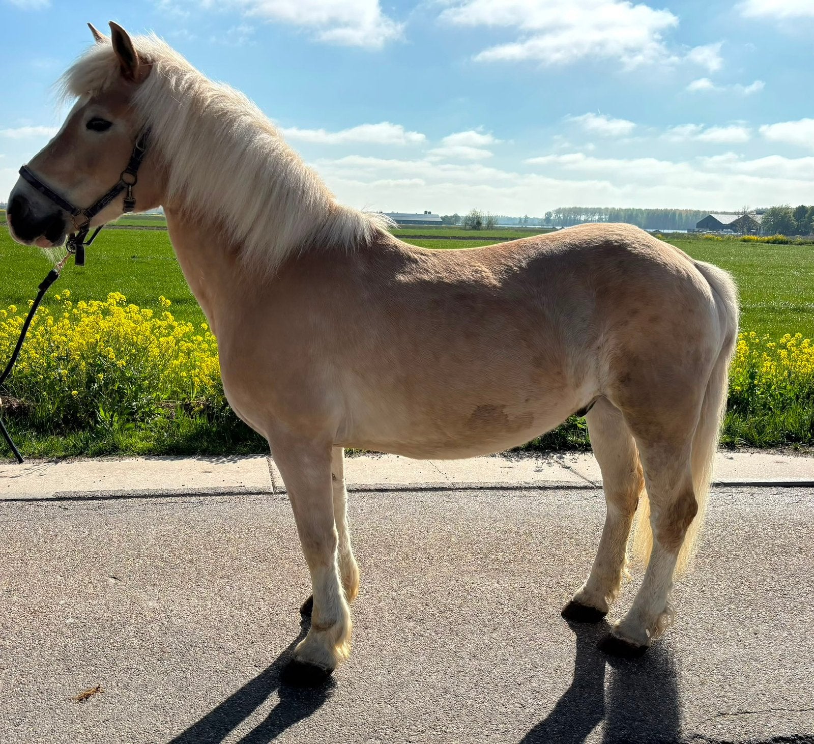 Lieve haflinger ruin D/E, Dieren en Toebehoren, Pony's, Ruin