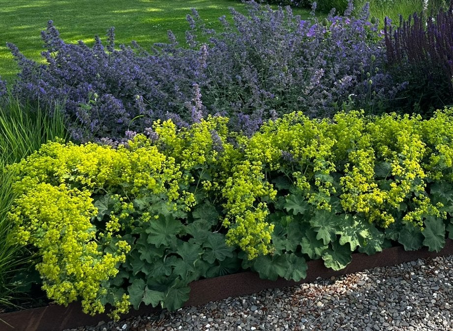 Vrouwenmantel Alchemilla Mollis 10 grote exemplaren, Ophalen, Bodembedekkers, Vaste plant, Halfschaduw