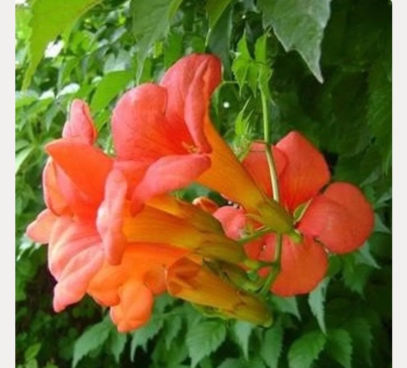 Trompetklimmer, Tuin en Terras, Planten | Tuinplanten, Ophalen, Vaste plant, Halfschaduw, Klimplanten