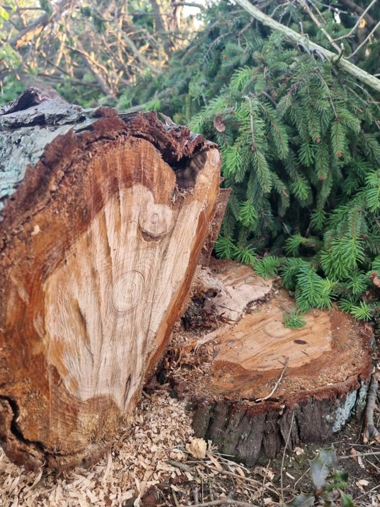 GRATIS haardhout / bomenhout af te halen, Minder dan 3 m³, Ophalen of Verzenden
