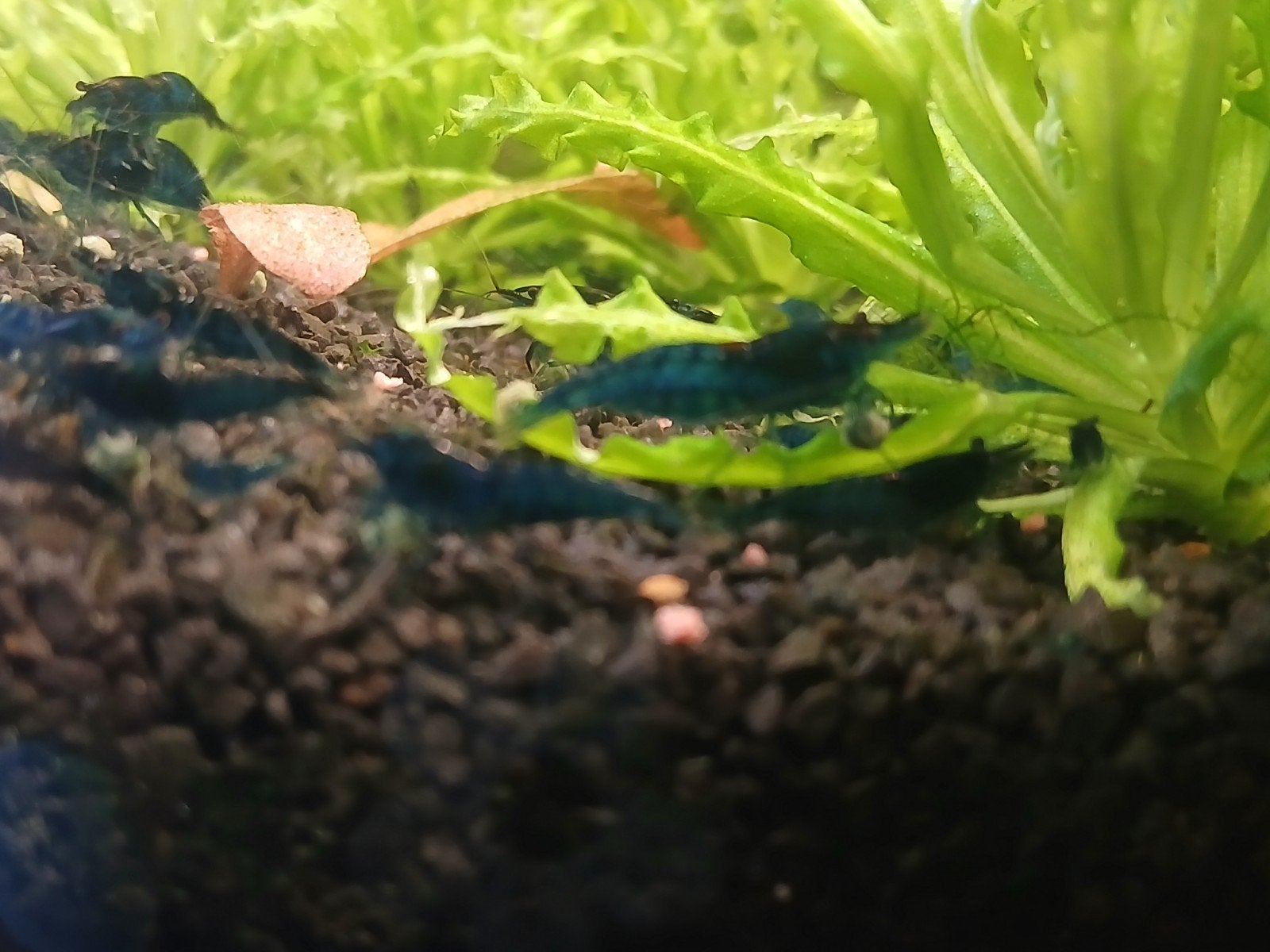Blauwe garnalen, Dieren en Toebehoren, Ophalen, Nieuw, Overige typen