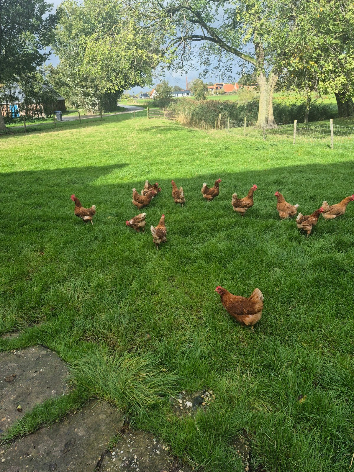 roodbruine legkippen, Dieren en Toebehoren, Vrouwelijk, Kip