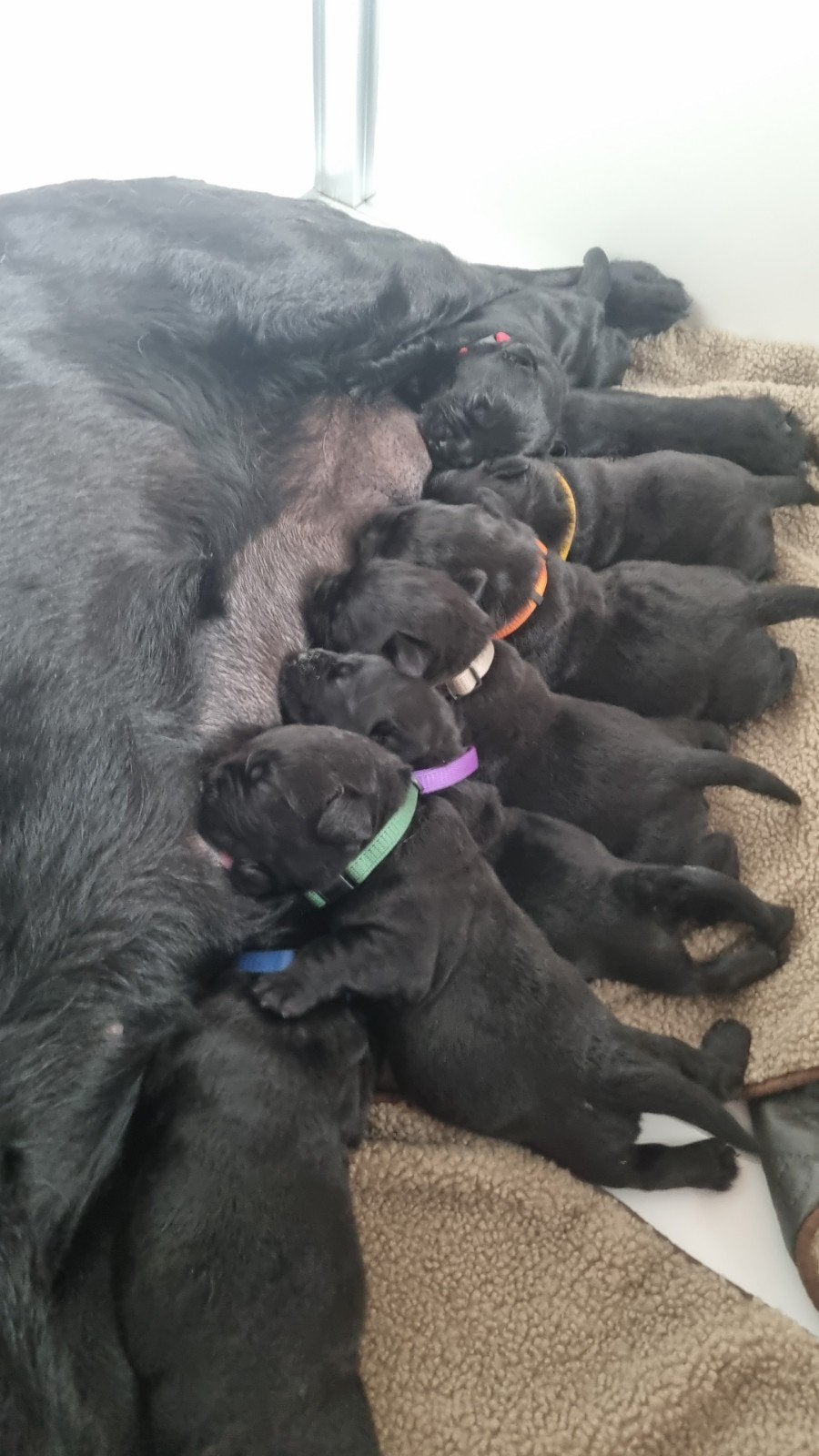Zwarte Labrador Retriever Pups Met FCI Stamboom, Dieren en Toebehoren, Honden | Retrievers, Spaniëls en Waterhonden, Parvo, 8 tot 15 weken