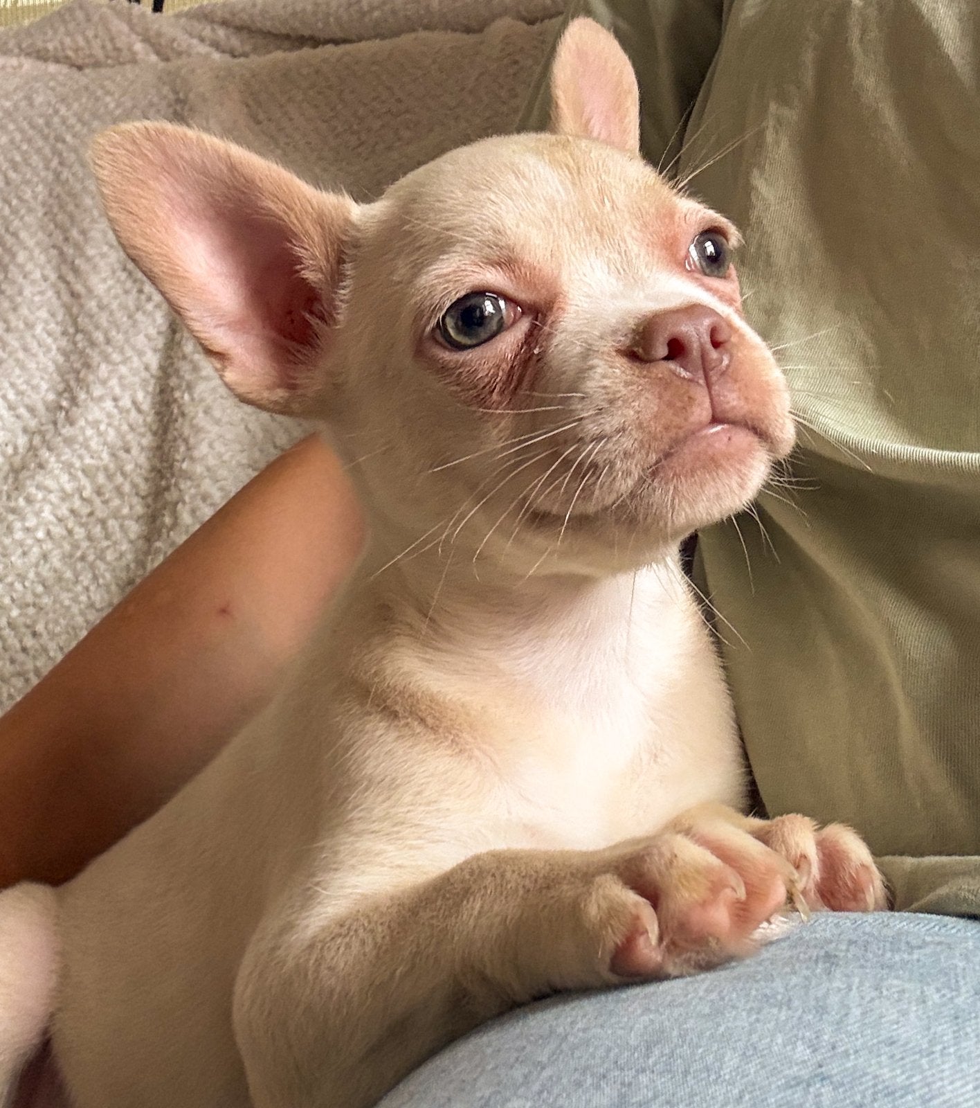 Franse bulldog pup korthaar met arfe stamboom, Dieren en Toebehoren, Parvo, 8 tot 15 weken, Bulldog, Meerdere