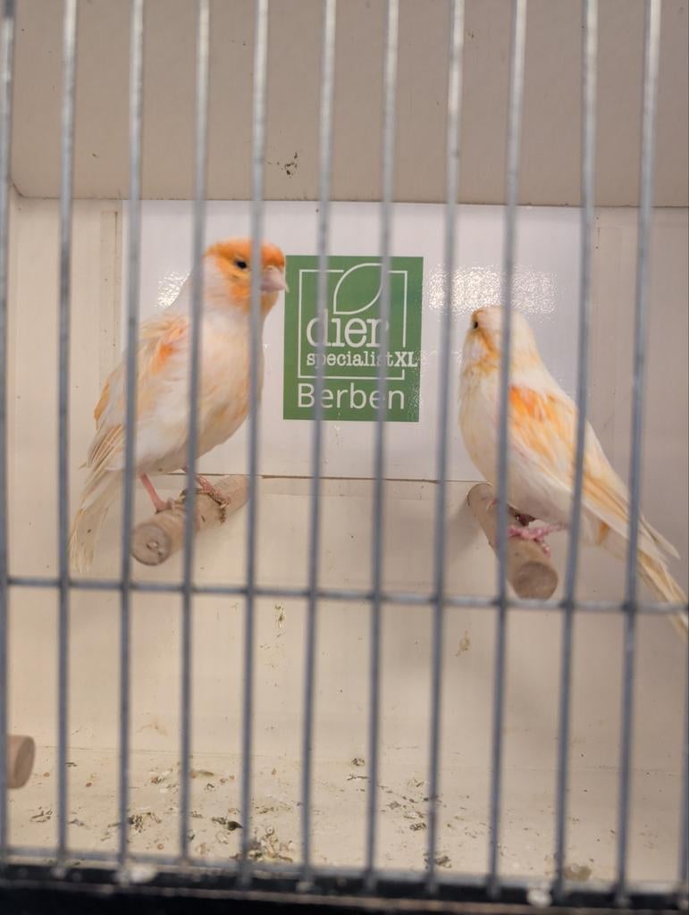 Oranje mozaïek kanaries, Dieren en Toebehoren, Vogels | Kanaries, Mannelijk, Kleurkanarie