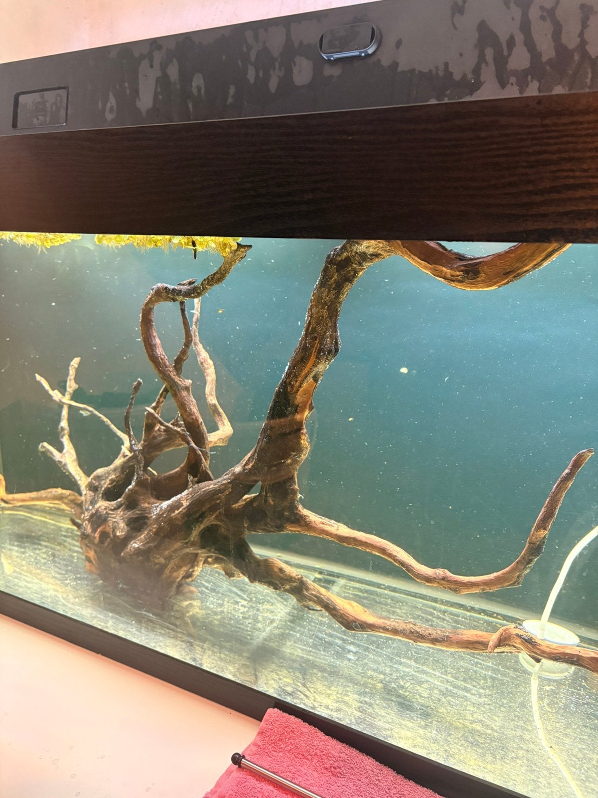 Groot stuk aquarium hout., Ophalen, Zo goed als nieuw, Plant(en), Steen of Hout
