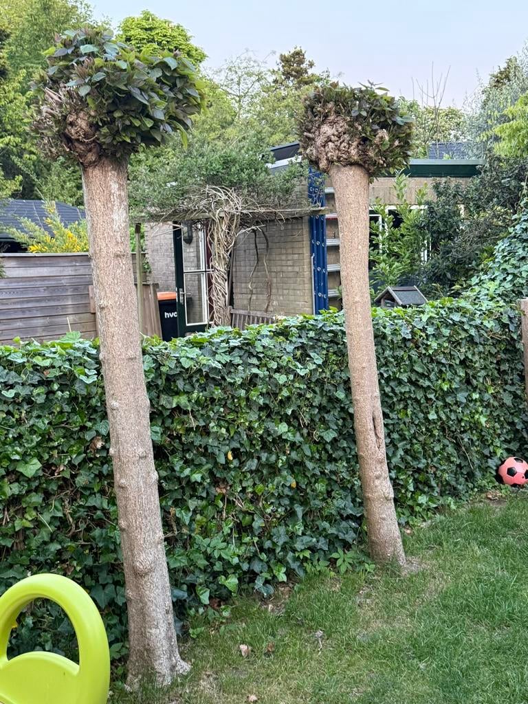 2 Bolcatalpa bomen, Tuin en Terras, Planten | Bomen, Ophalen, Volle zon, Overige soorten