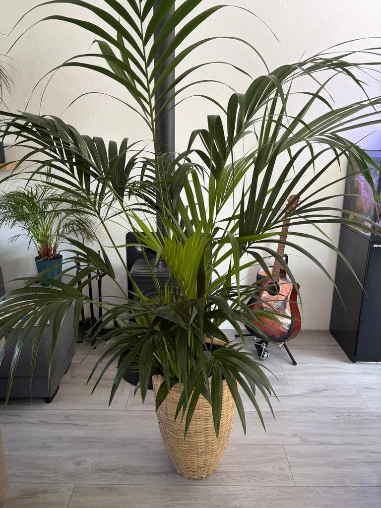 Grote Areca Palm in rieten pot - Kamerplant, Ophalen, Palm, Halfschaduw, In pot