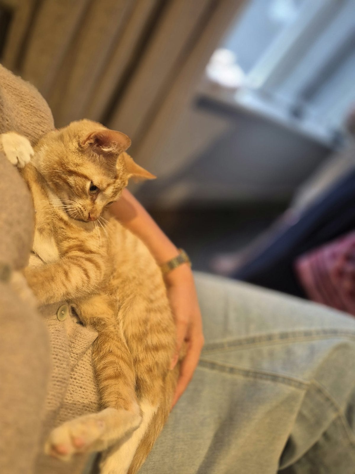Kittens/kater/poes, Dieren en Toebehoren, Kater