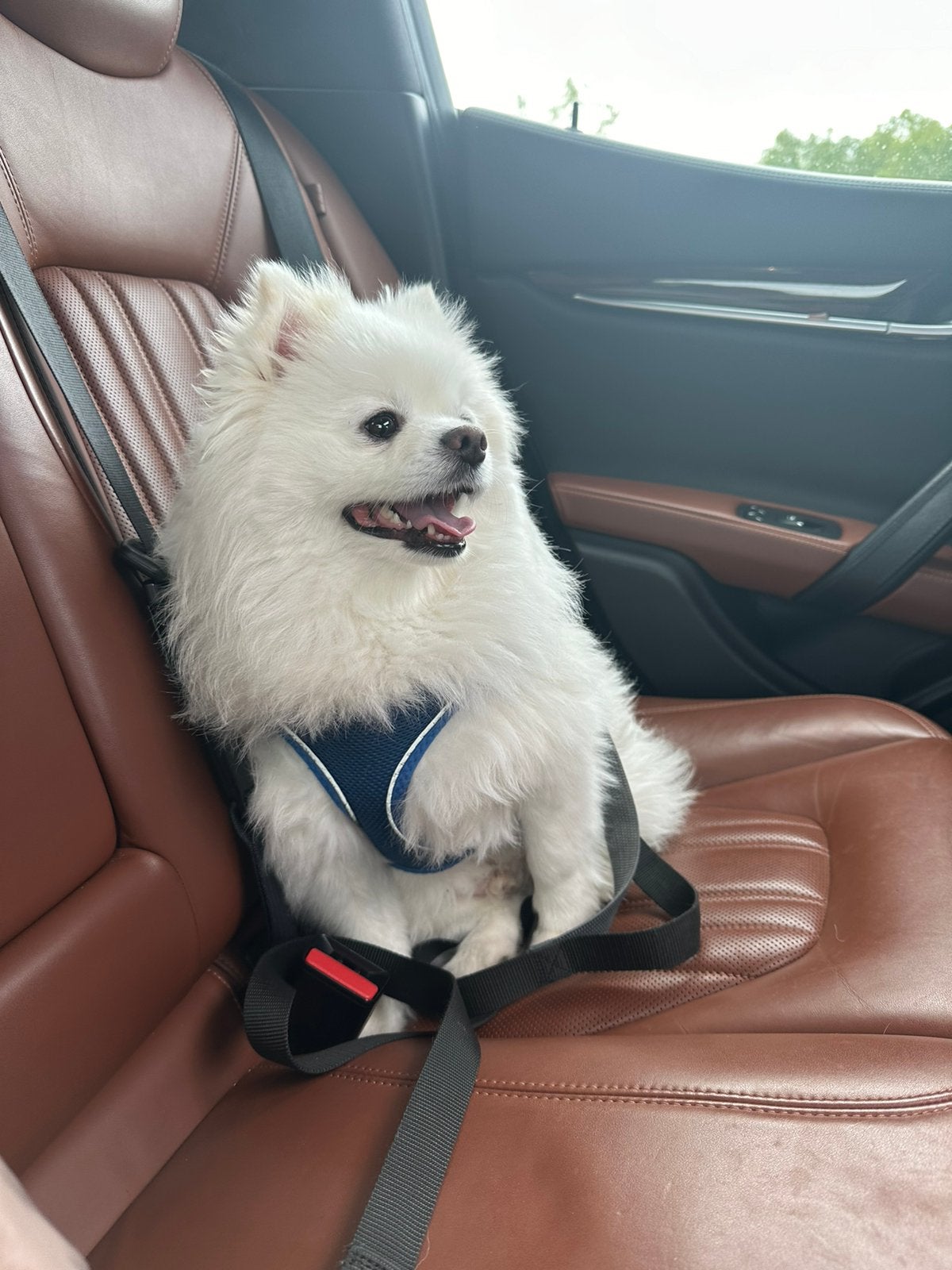 Gucci, Keeshond, Reu, Parvo, Eén hond