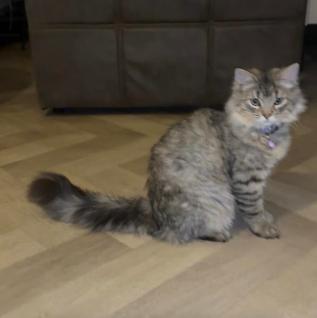 Lieve half Maine Coon / half Ragdoll – knuffelkat, Dieren en Toebehoren, Meerdere dieren, Gechipt