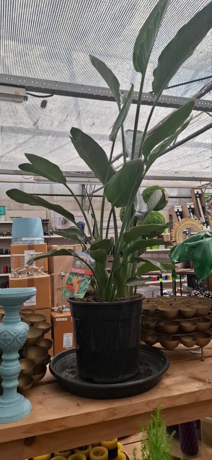 Strelitzia Reginae, Ophalen, Overige soorten, Volle zon