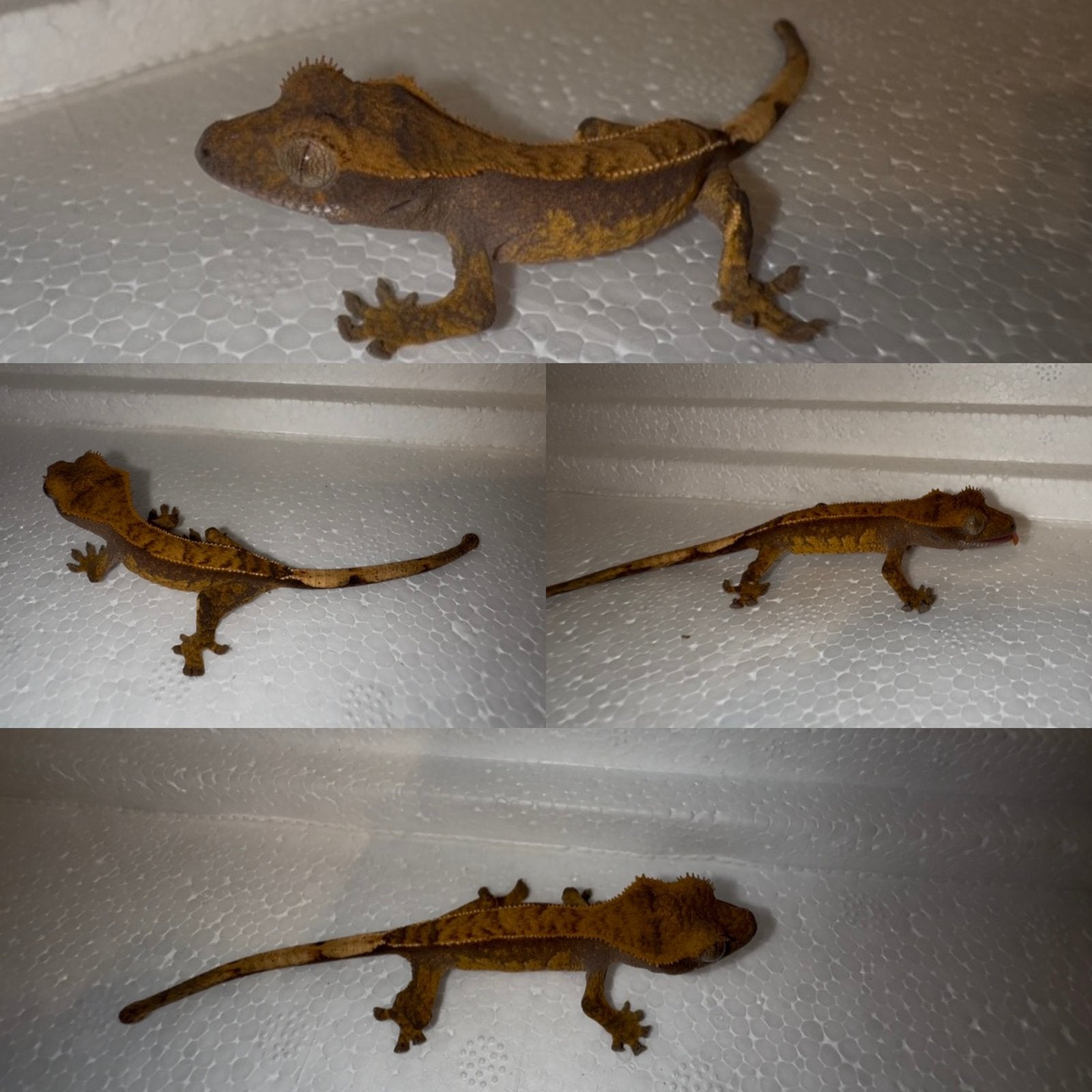 Wimpergekko baby, Dieren en Toebehoren, Hagedis, Tam, 0 tot 2 jaar