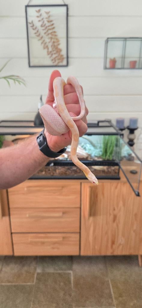 Rattenslang met terrarium Rat Snake - male for sale from Roy