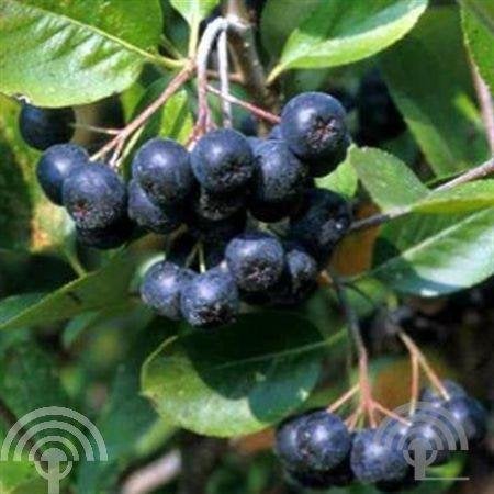 VOEDSELBOS Aronia melanocarpa Zwarte appelbes herfst eetbaar, Vaste plant, Ophalen of Verzenden, Halfschaduw, Fruitplanten