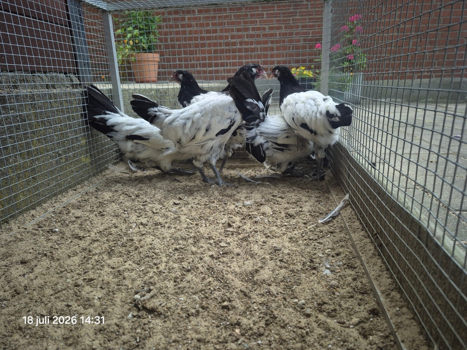 Toompje Lakenvelders, Dieren en Toebehoren, Pluimvee, Meerdere dieren, Kip