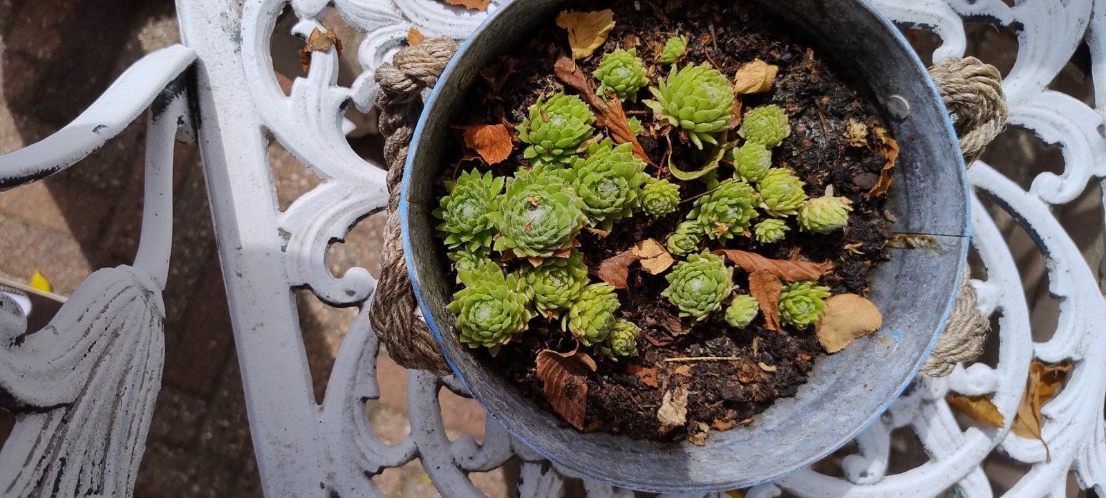vetplantjes, Tuin en Terras, Vijvers, Ophalen, Gebruikt