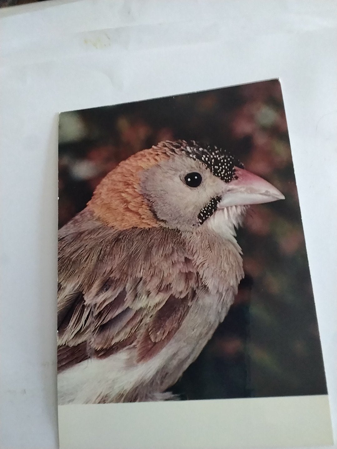 Oiseaux Exotiques - Moineau Pointillé - Exotische Vogel. MUS, Ophalen of Verzenden, 1960 tot 1980, Ongelopen, Natuur