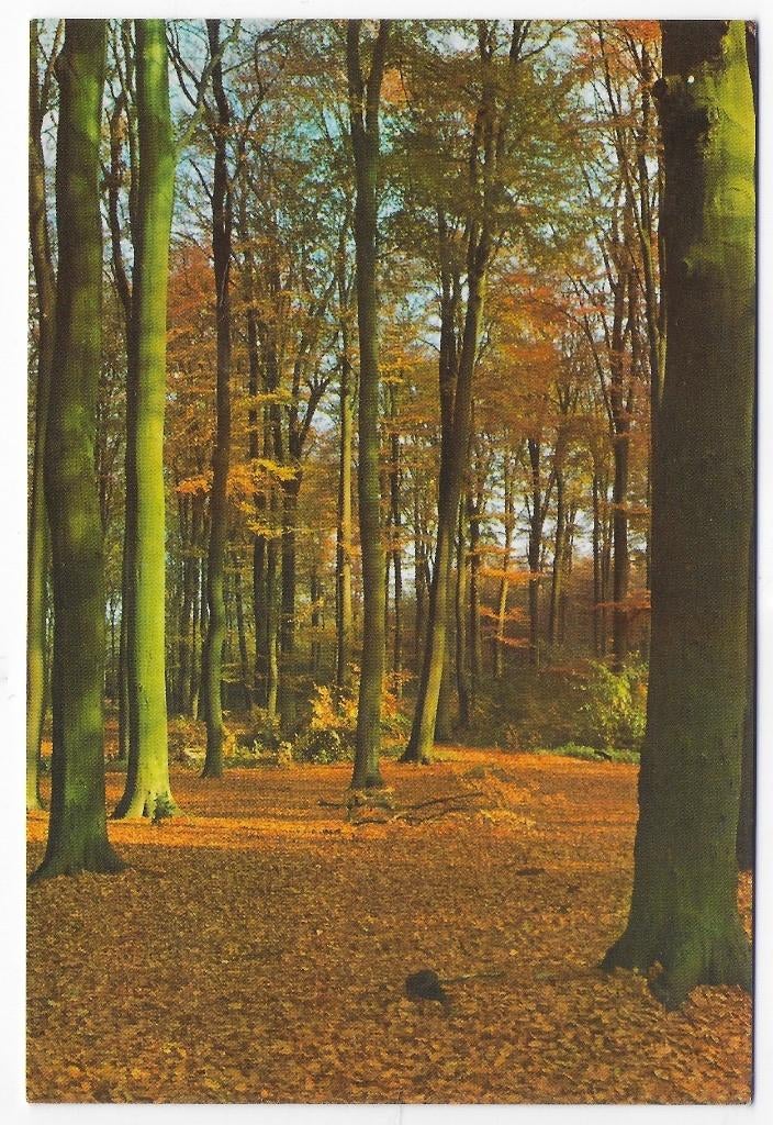 Westerhoven Eurostrand Gelopen Ansichtkaart ( B6247 ), Verzamelen, Ansichtkaarten | Nederland, Ophalen of Verzenden, 1980 tot heden