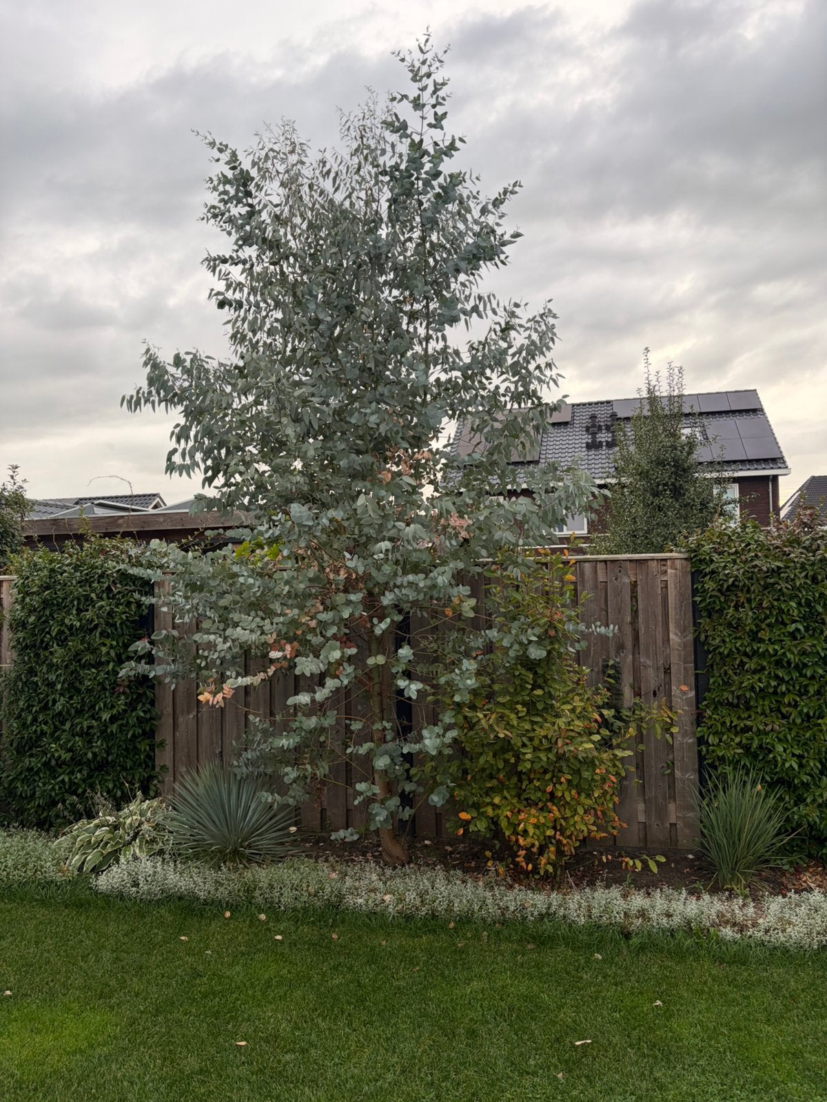 Eucalyptus boom, Tuin en Terras, Ophalen, Volle zon, Overige soorten, 250 tot 400 cm
