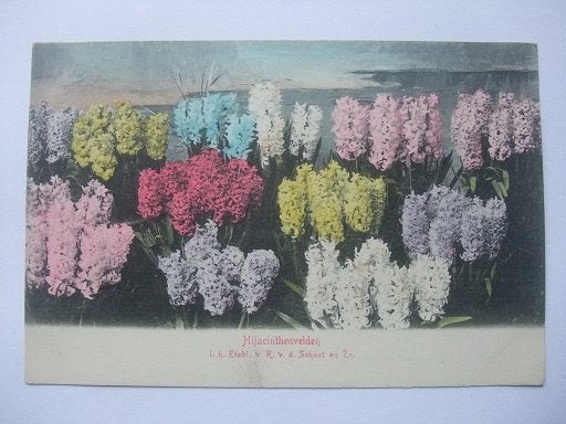 Q94 Hyacinthenvelden - Bloembollenvelden, Verzenden, Voor 1920, Ongelopen
