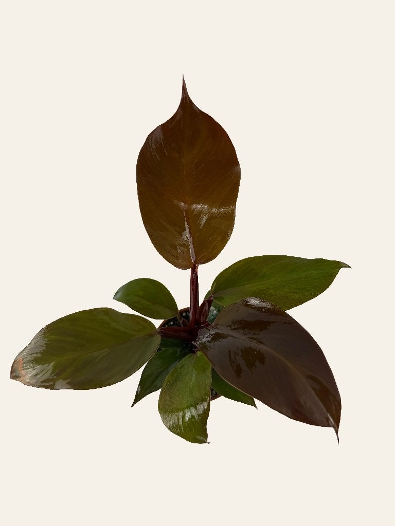 Philodendron Sun Light p10, Huis en Inrichting, Kamerplanten, Ophalen of Verzenden, Halfschaduw, Minder dan 100 cm