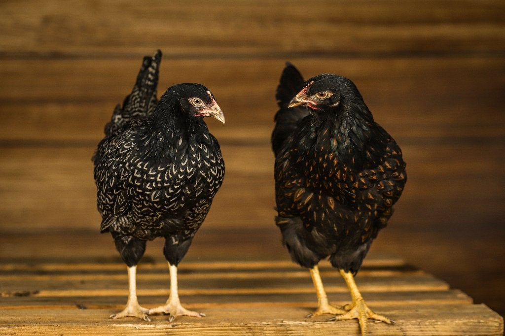 Barnevelders groot | Goede leggers | Vriendelijke kippen, Dieren en Toebehoren, Pluimvee, Vrouwelijk, Kip