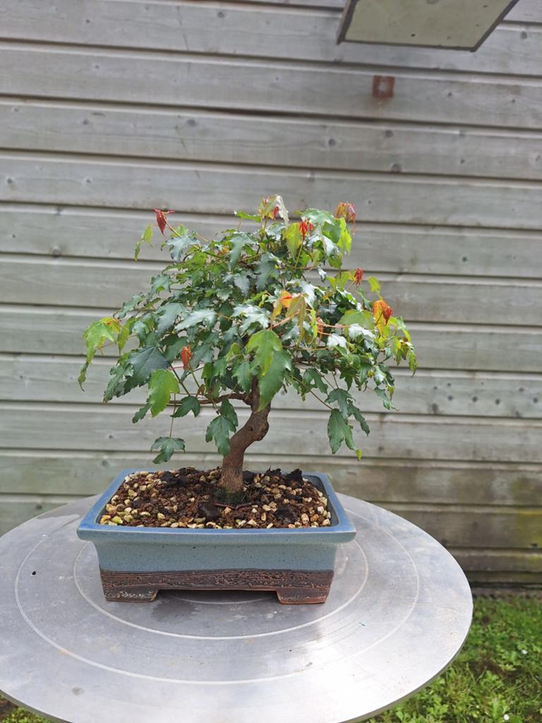 Bonsai Acer, Ophalen, Bloeit niet, Overige soorten, Halfschaduw
