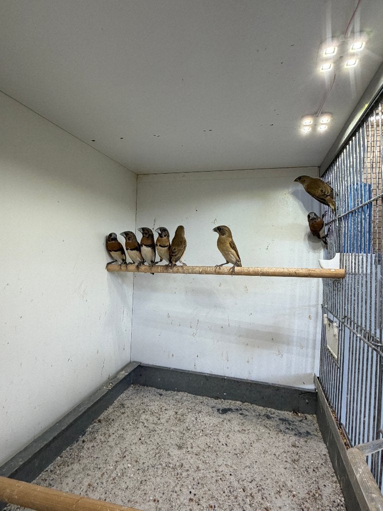 Bruinborst rietvinken, Meerdere dieren, Tropenvogel, Geringd