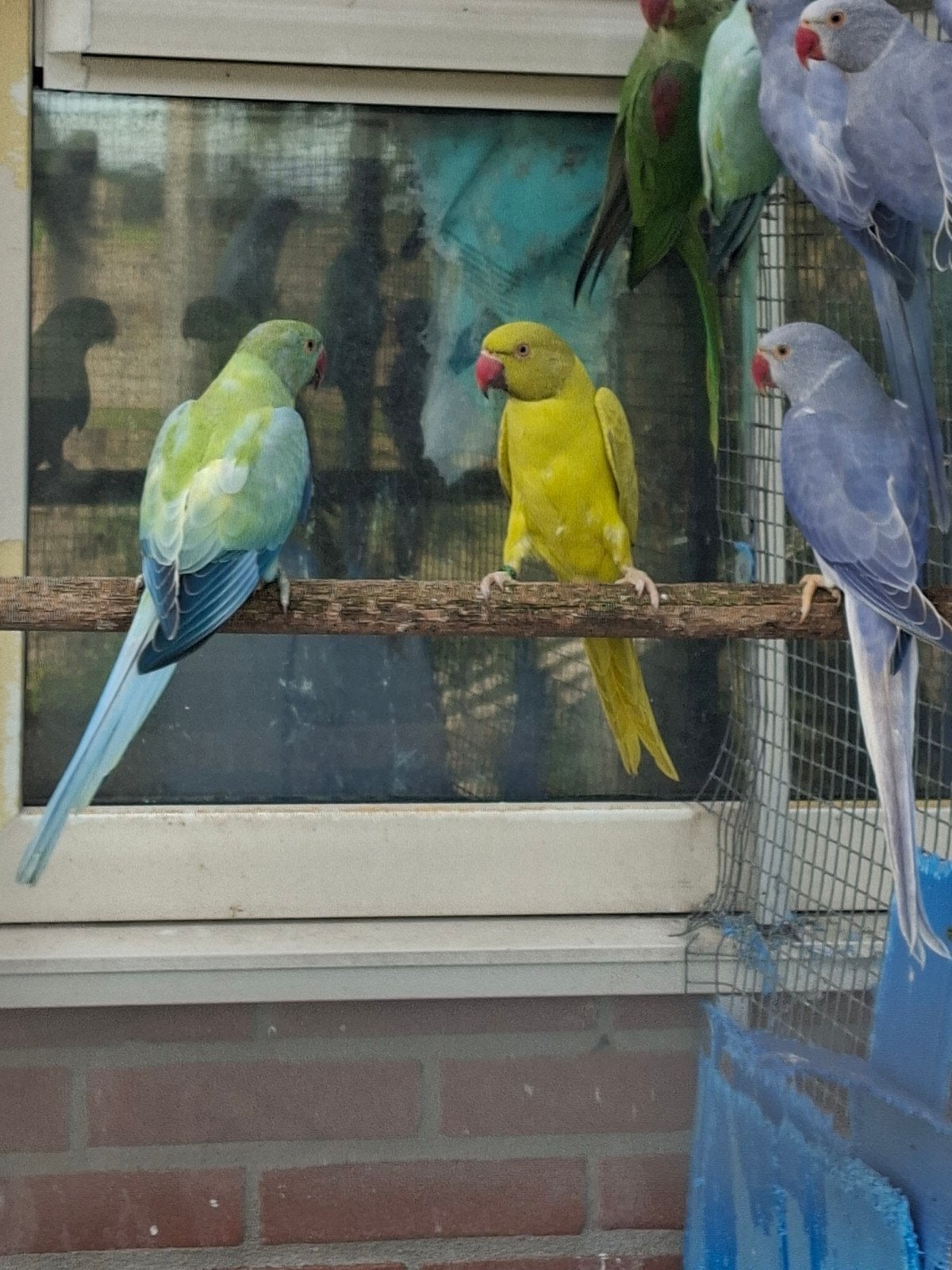 mooie jonge halsbanden niet tam, Dieren en Toebehoren
