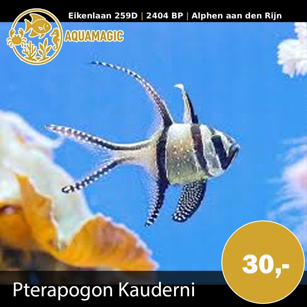 pterapogon kauderni, Vis, Zoutwatervis