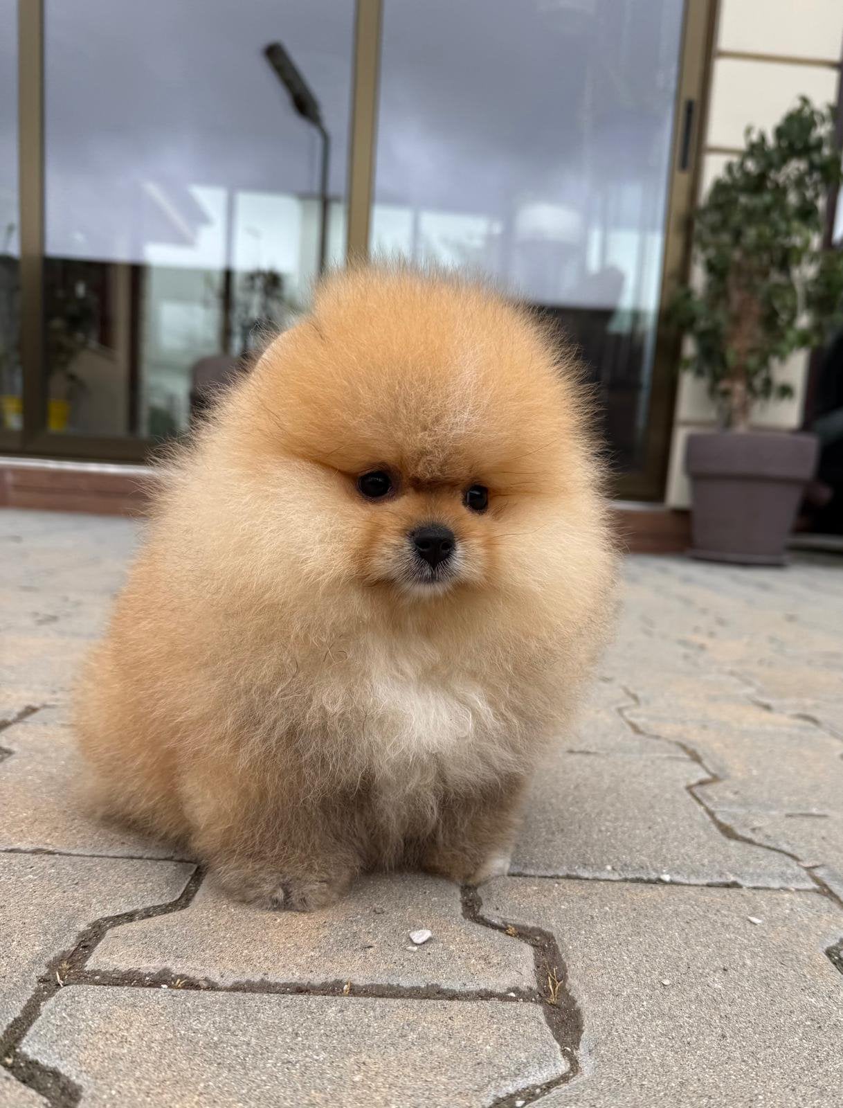 Pomeranian pups, Dieren en Toebehoren, Honden | Poolhonden, Keeshonden en Oertypen, Overige rassen, 8 tot 15 weken, Buitenland