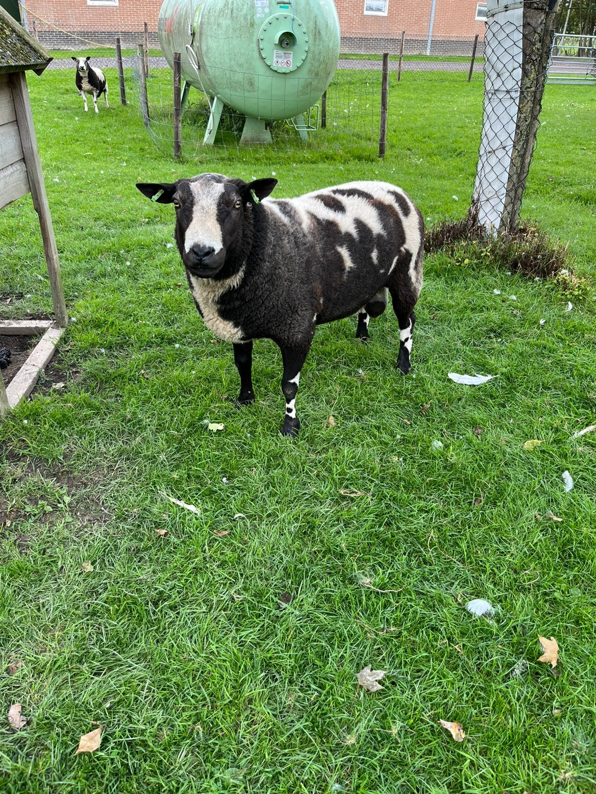 2 dek rammen, Mannelijk, Schaap