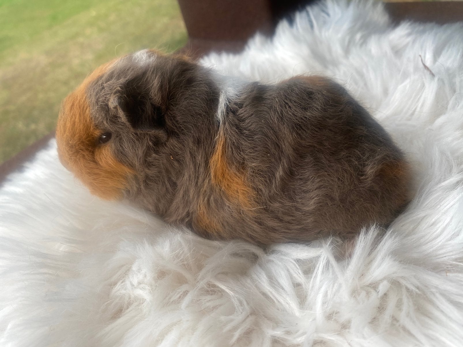 Ch teddy beertje, Dieren en Toebehoren, Cavia, Mannelijk, Juli, Tam