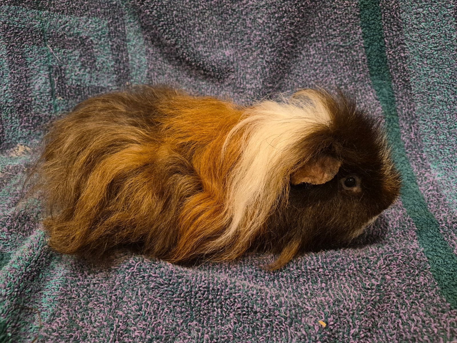 Driekleur choc tessel beer, Mei, Mannelijk, Cavia