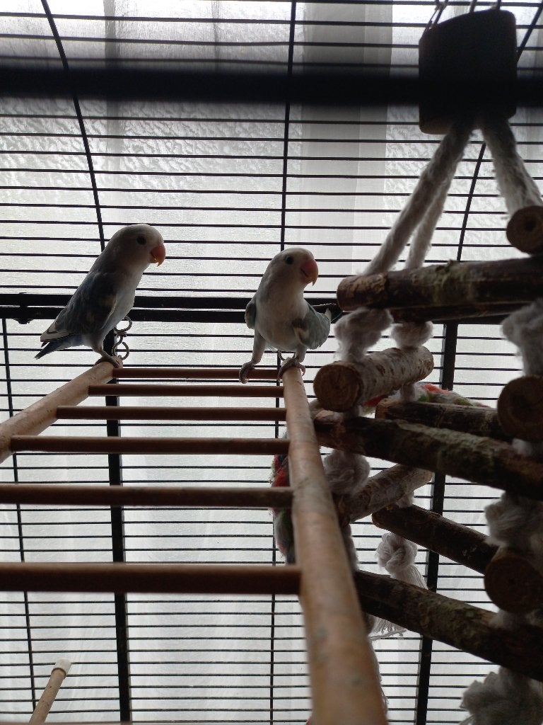 Te koop agapornissen, Meerdere dieren, Dwergpapegaai of Agapornis, Tam