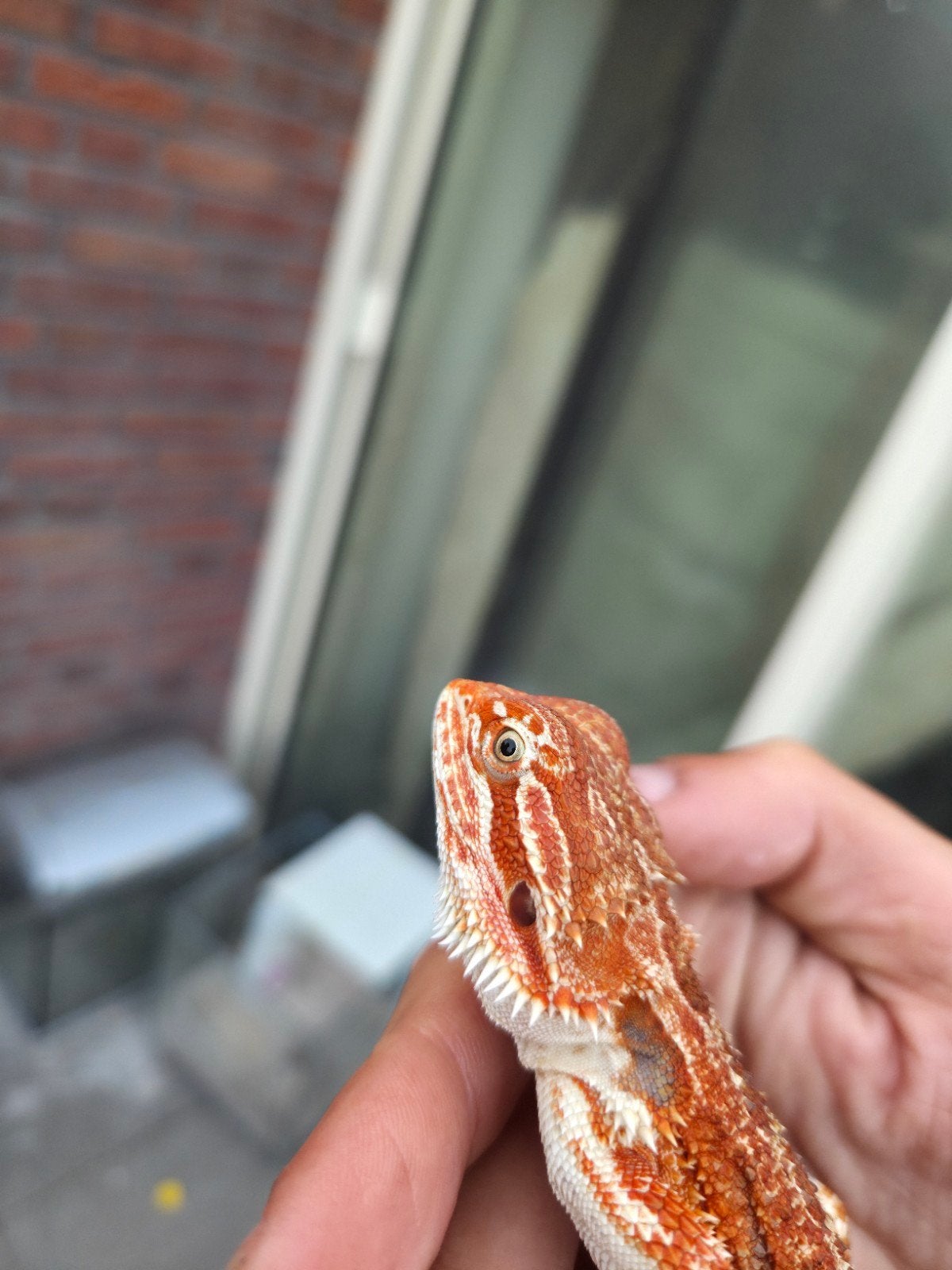 Mooie oranje rode baardagaam vrouwtje aangeboden, Hagedis, Tam, 0 tot 2 jaar