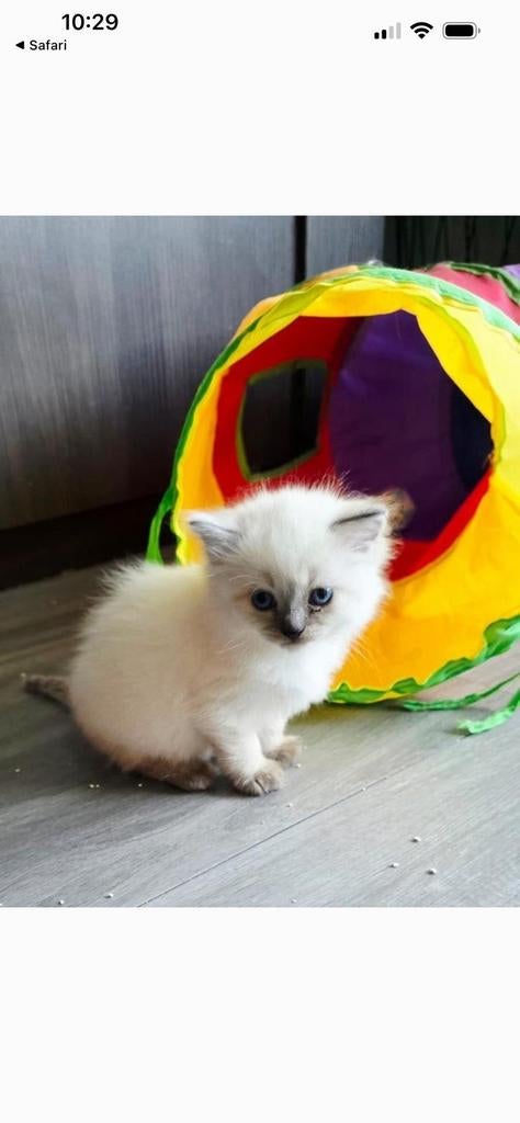 Hele mooie Ragdoll poes, Dieren en Toebehoren, Poes, Ontwormd